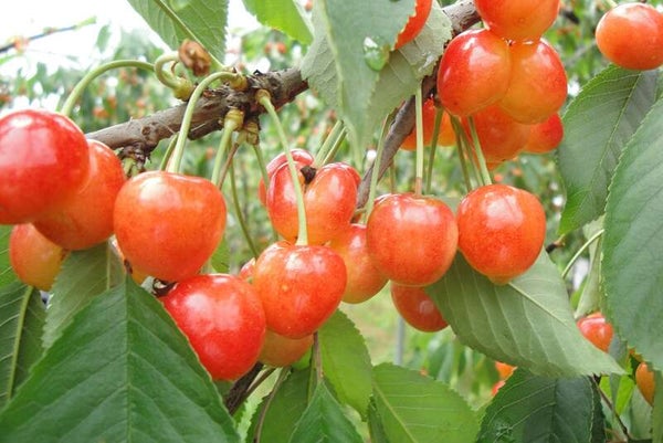 【茨城県内発 ※茨城県北エリア発着ルートを除く】 国産網目メロン1玉土産付&さくらんぼ狩り食べ放題♪ めろめろメロン&サクサクさくらんぼミステリーツアー 日帰り1